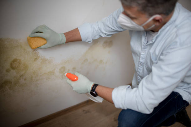 Professional Mold Remediation in Big Coppitt Key, FL