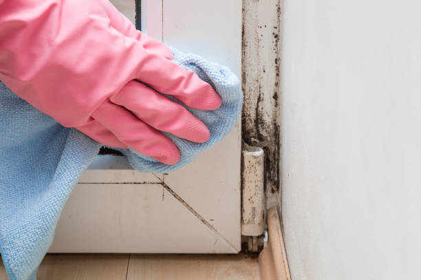 Best DIY Mold Remediation Support Services in Big Coppitt Key, FL
