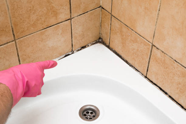 Best Attic Mold Remediation in Big Coppitt Key, FL