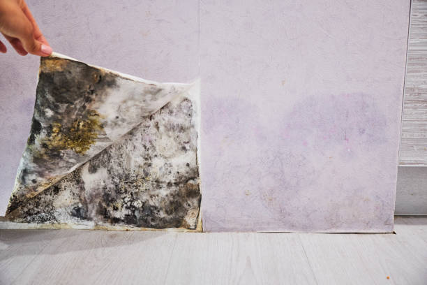 Best Insurance-Related Mold Remediation in Big Coppitt Key, FL